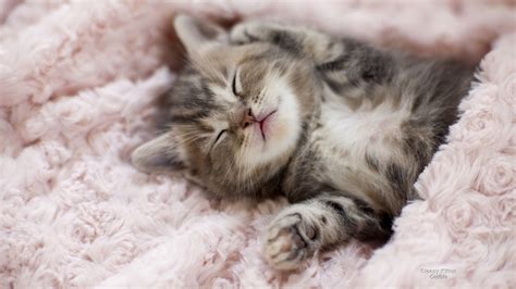 Free Cats Wallpaper Sleepy Kitten Kittens Cutest Sleeping Kitten