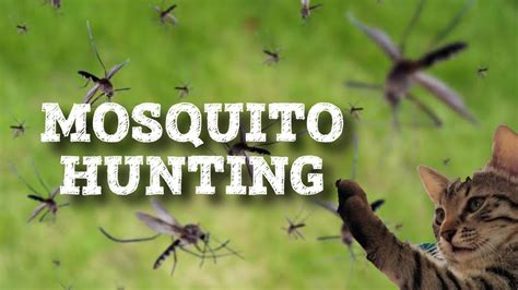 Mosquito Hunting Youtube