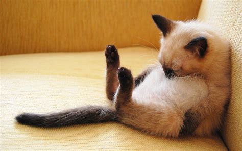 What Cat Sleeping Positions Say About Your Feline