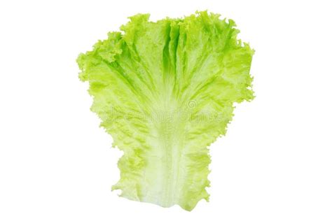 Lettuce Salad Leaf Isolated On White Background With Clipping Path