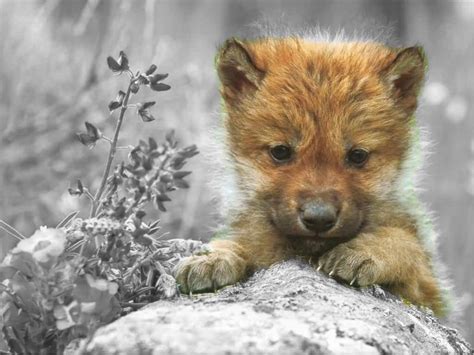 Huge collection, amazing choice, 100+ million high quality, affordable rf and rm images. Cute Wolf Zone images Cute Wolf HD wallpaper and ...