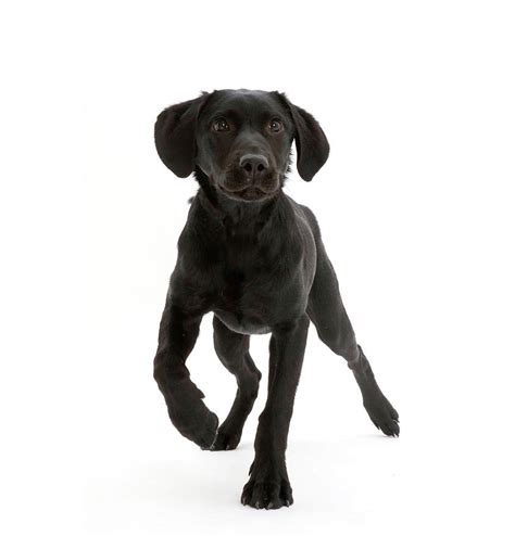 Black Labrador Dog Age 6 Months Walking Photograph By Mark Taylor