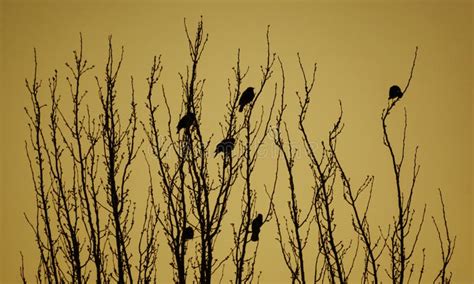 Birds On A Tree Branch Stock Photo Image Of Flying 242704554