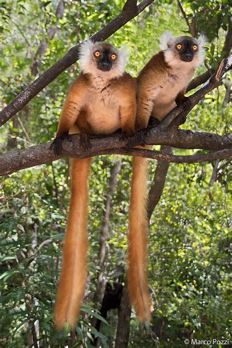 Madagascar 20160522 Female Black Lemur Eulemur Macaco N Flickr
