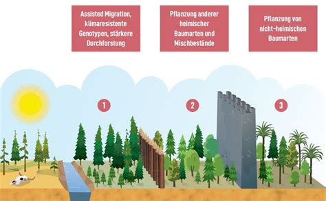 Assisted Migration Und Neue Baumarten