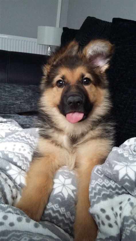 German shepherd young puppies are birthed blind, deaf, and toothless, yet with the reaction to suckle and the ability to creep toward the warmth of its mom's body. 35 German Shepherd Puppies That Really Cute | FallinPets
