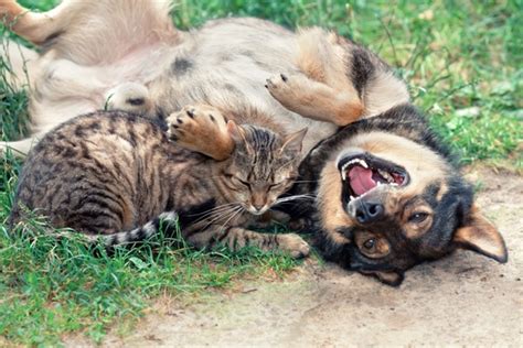 Pictures Of Dogs And Cats Playing Together Picturemeta