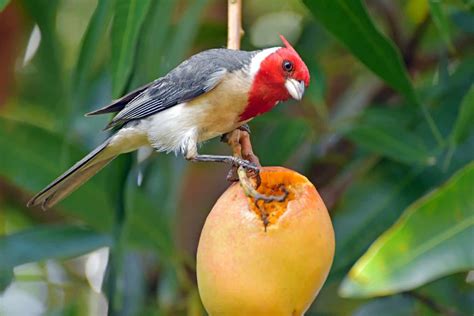 Birds In Hawaii The Many Species That Live In This Exotic State