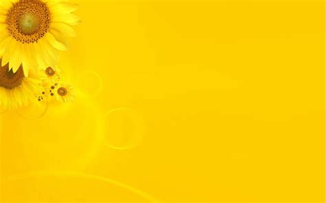 Yellow Sunflower Background Hd Picture Backgrounds Stock Photo Free