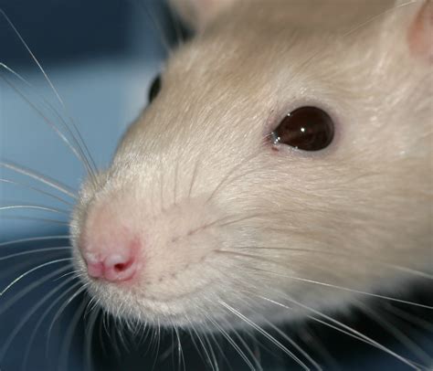 The Bulging Rat Eye Why Does One Eye Look Bigger Than The Other Understanding Pet Fancy Rats