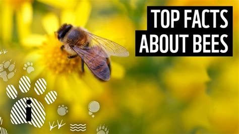 40 Amazing Facts About Bees