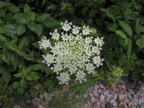 Wildflower Queen Anne S Lace Daucus Carota Youghiogheny River Trail