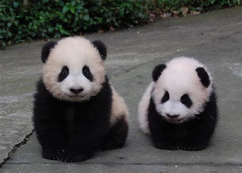 1082 Best Animals Panda Images On Pinterest Baby Panda