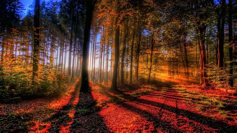 Fall Forest Wallpapers 4k Hd Fall Forest Backgrounds On Wallpaperbat