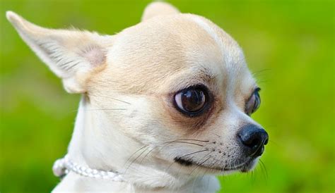 Little Dog Big Love A Look At The Apple Head Chihuahua Herepup
