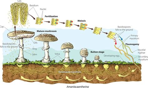 Mushroom Life Cycle Learn All You Need To Know Here