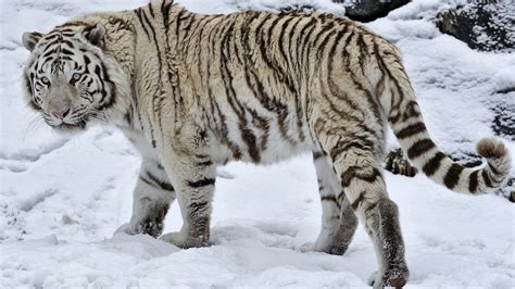 Animals White Tigers Snow White Wallpapers Hd Desktop And Mobile
