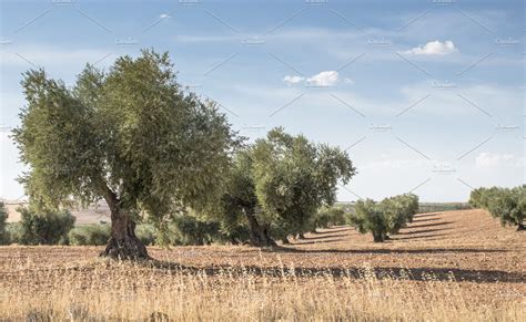 Olive Farm Olive Trees In Row Featuring Olive Farm And Tree Nature