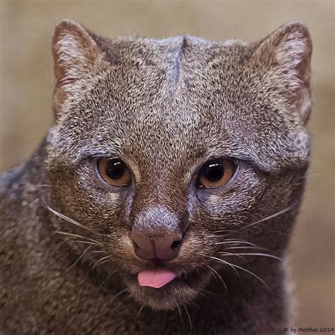 104 Best Jaguarundi Aka Otter Cat Images On Pinterest Big Cats Kitty