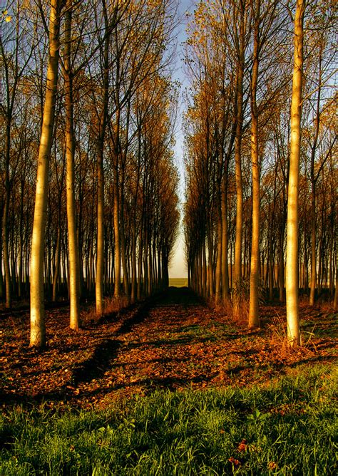 Symmetry Symmetry Of Trees In Autumn Simmetria Di Alberi I Flickr