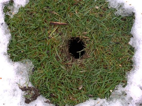 Rats Digging Holes In Backyard Backyard Ideas