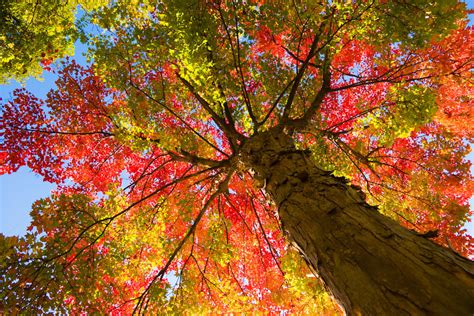 Autumn Tree Beautiful Autumn Tree 900x600 13060