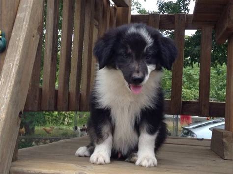 Advice from breed experts to make a safe choice. Registered Border Collie Puppies for Sale in Rome, Georgia ...