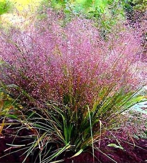 100 Purple Lovegrass Eragrostis Spectabilis Native Love Grass Etsy In