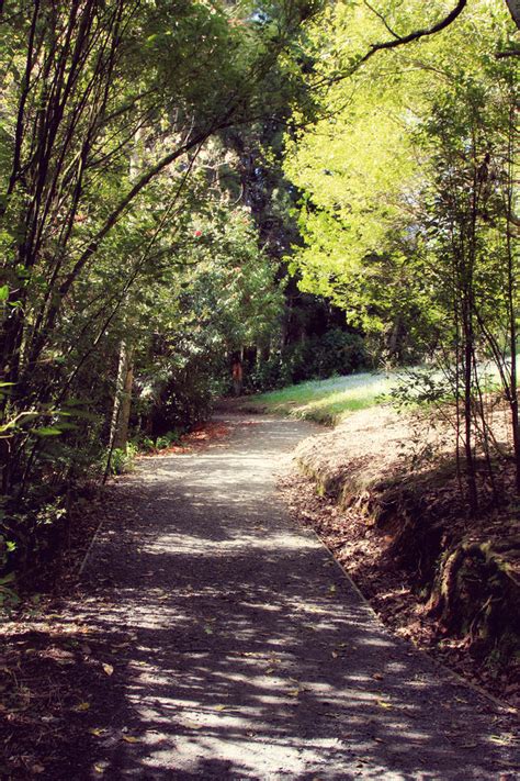 Forest Walkway By Cathleentarawhiti On Deviantart