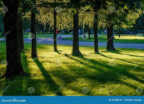 Summer Forest Trees Nature Green Wood Sunlight Backgrounds Stock Image