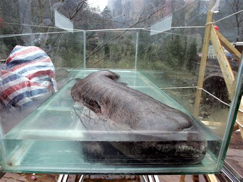 Millions Of Chinese Giant Salamanders Are Bred In Captivity But They
