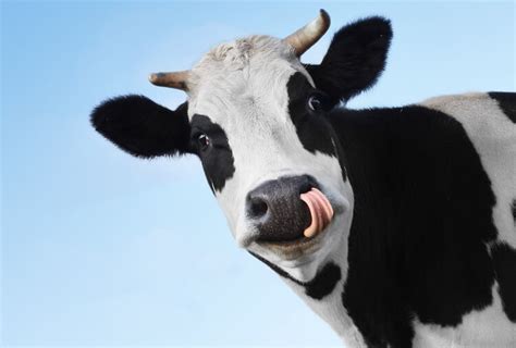 cow names a z of 150 marvelous and moonderful names for cows 2022
