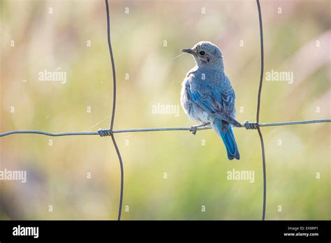 Birds Mountain Blue Bird Young New Born Fledgling Perched On A Fence