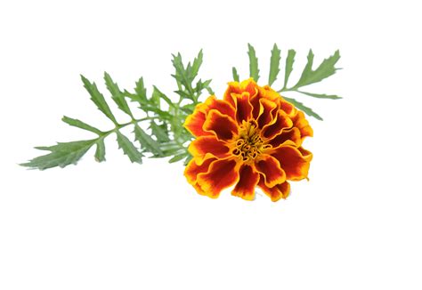 Marigold Tattoo Ideas Gardening Insta Invitations Background