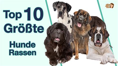 Die Top 10 Der Größten Hunderassen Rangliste Sortiert Nach Höhe