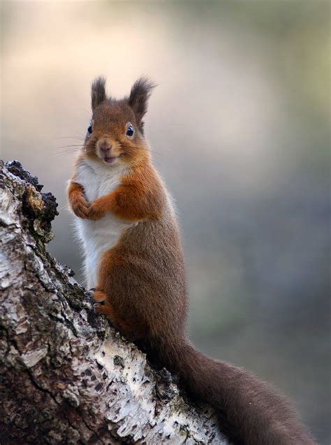 Red Squirrel With Happy Face Red Squirrel Cute Squirrel Animals