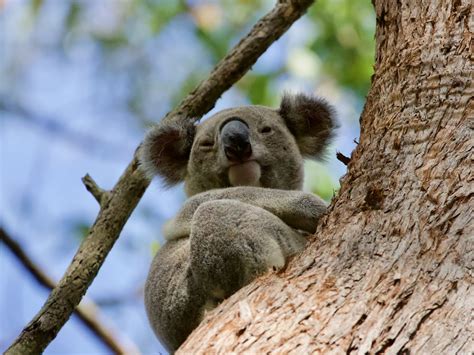 Why Do Koala Bears Hug Trees On Emaze