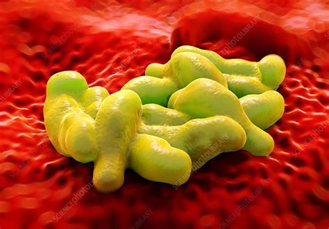 Campylobacter Bacteria Illustration Stock Image F0126437