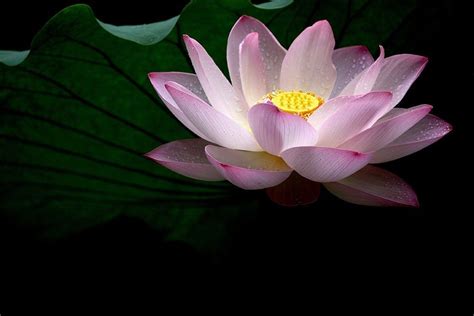 Pin By Gail On Lotus Flowers And Lily Pads Lily Pads Lily Plants
