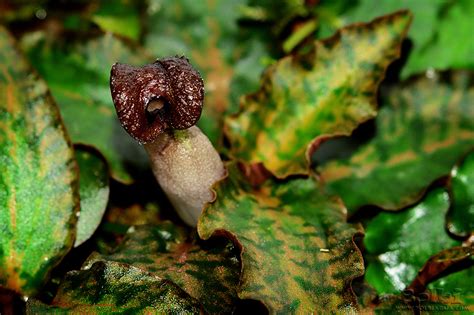 Cryptocoryne is one the most spread and popular tank plants. Cryptocoryne nurii var. raubensis 'Rosen Maiden' ~ Bolbi ...