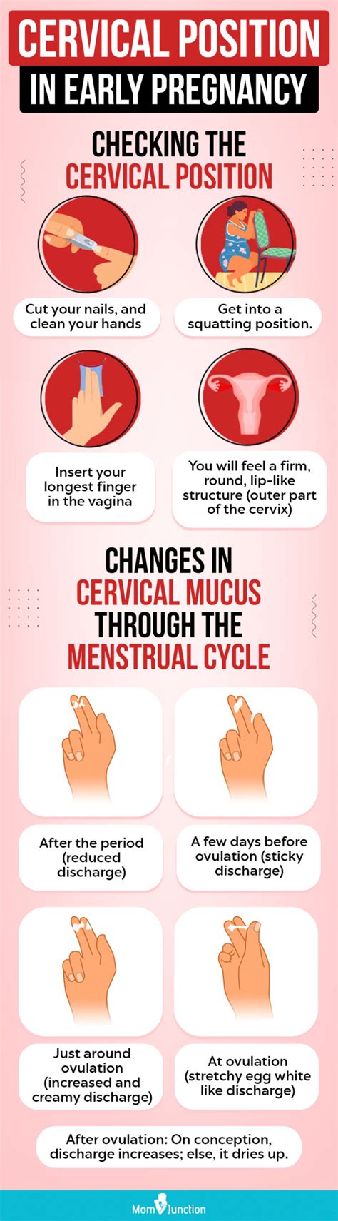 Early Pregnancy Cervical Mucus Pictures