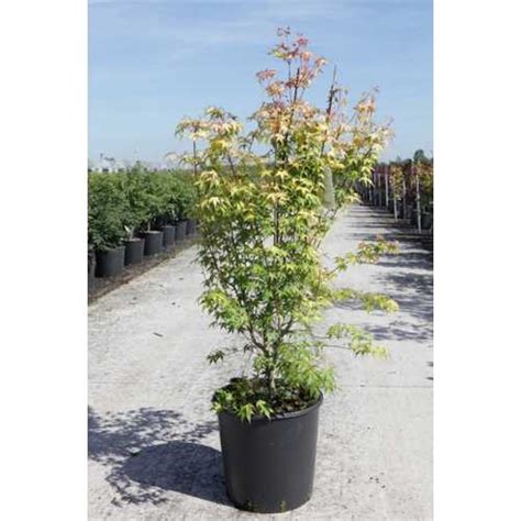 Buy Acer Palmatum Katsura Shrubs Online Japanese Maple Plants For