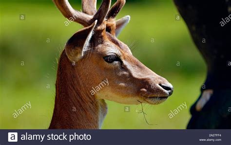 Wild Deer Staying Focused At Dunham Massey National Trust Stock Photo