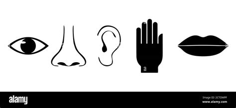 Icon Set Of Five Human Senses Vision Smell Hearing Touch Taste Or