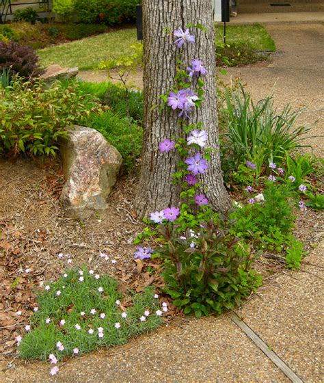 Springhillnursery.com has been visited by 10k+ users in the past month Clematis