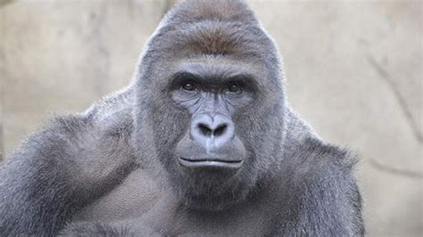 Animal Experts Weigh In On The Death Of Harambe Blog Nature Pbs