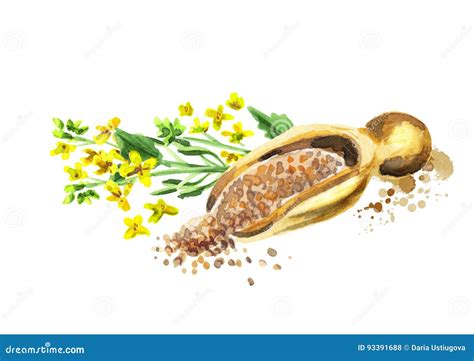 Mustard Plant And Seed Stock Illustration Illustration Of Edible