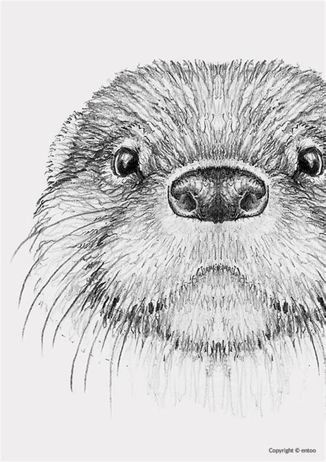 Correcte Anatomie Van De Otter Op Een Mooie Kwaliteit A2 Poster Zie