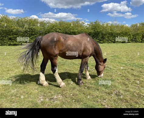 Brown Horse Eating Grass Stock Photo Alamy