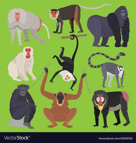 Different Types Of Monkeys Ape Breed Rare Animal Vector Image